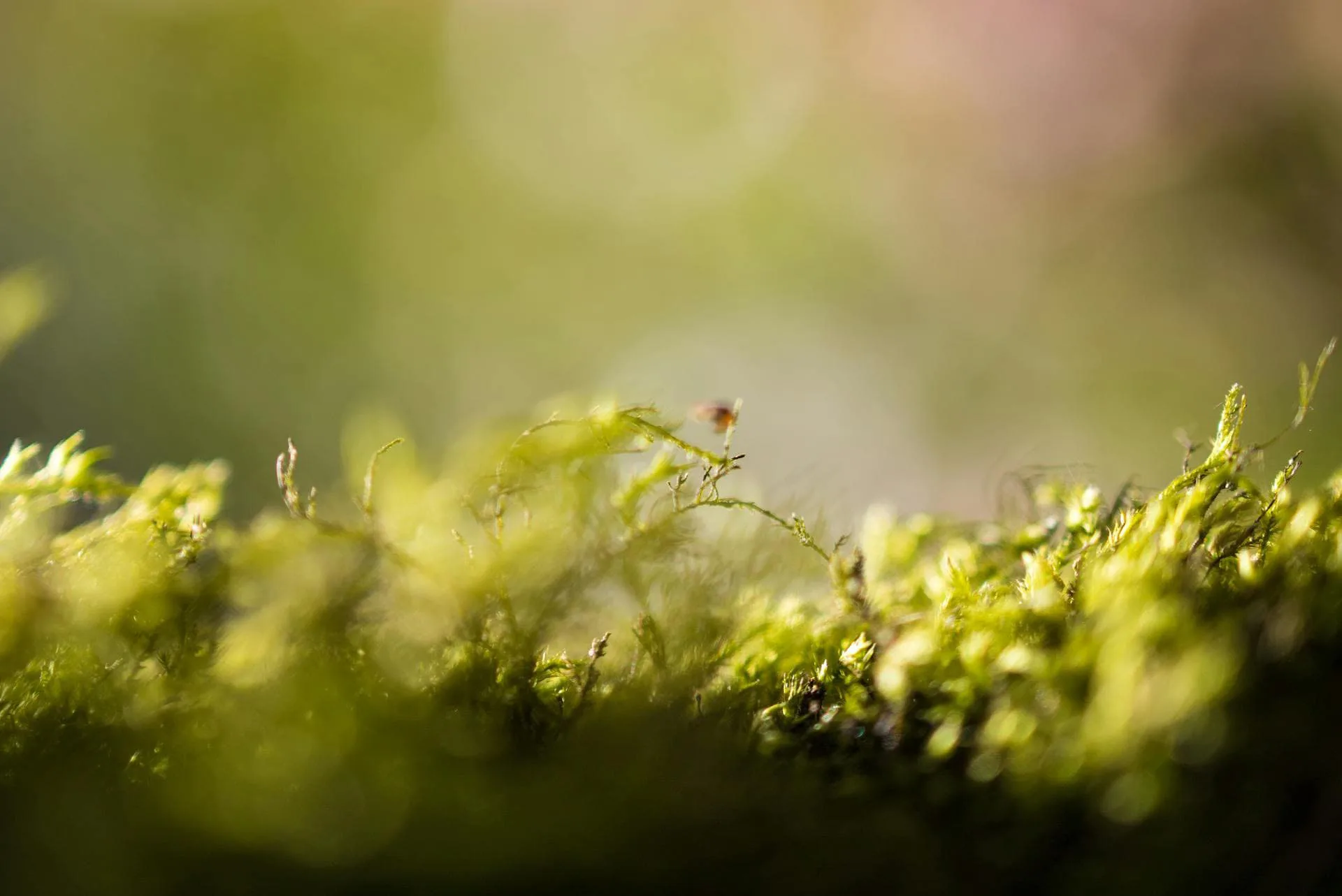 Close-up of greenery and foliage