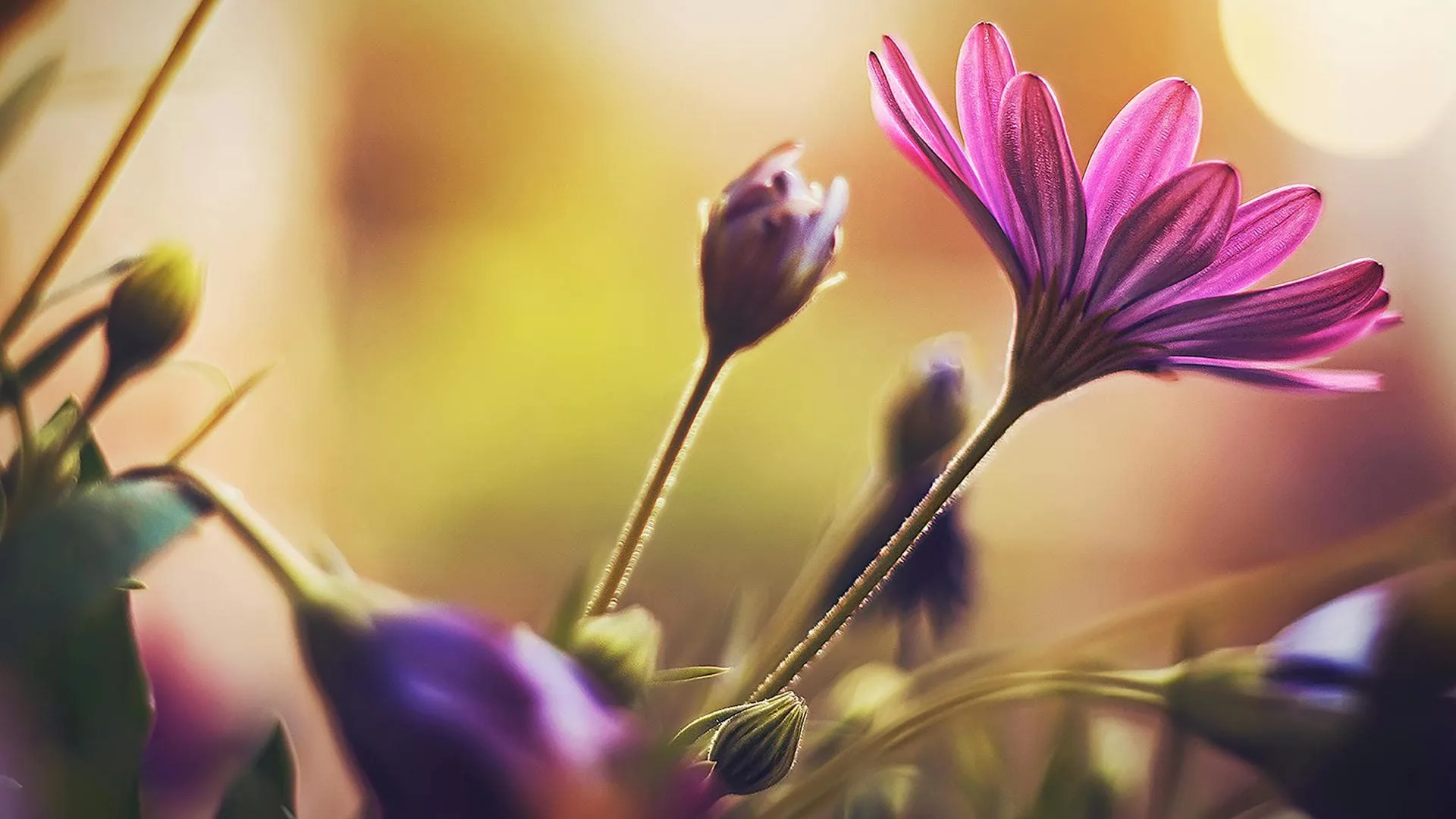 Close up of a blossoming pink flower