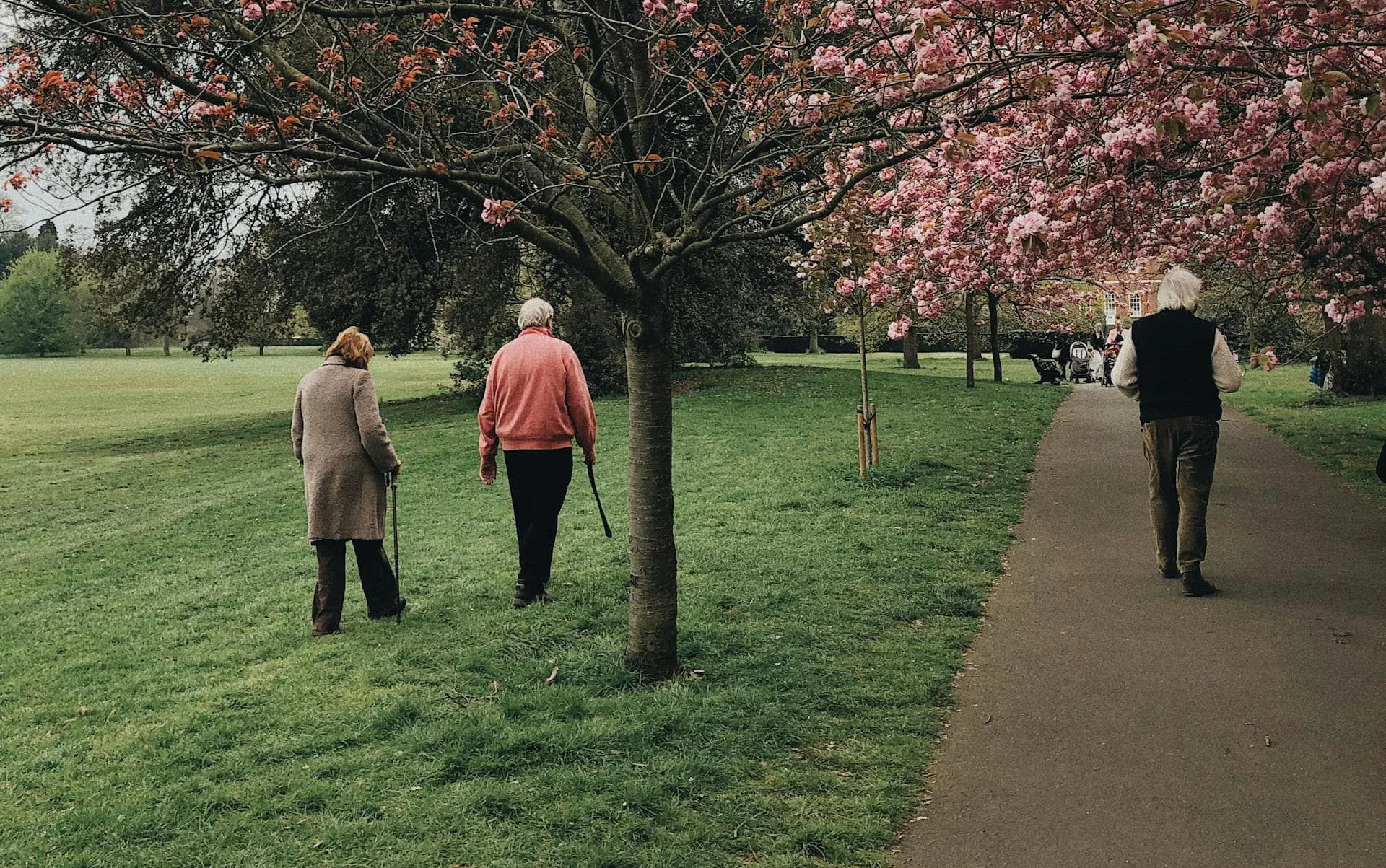 Three seniors strolling outside underneath cherry blossom trees