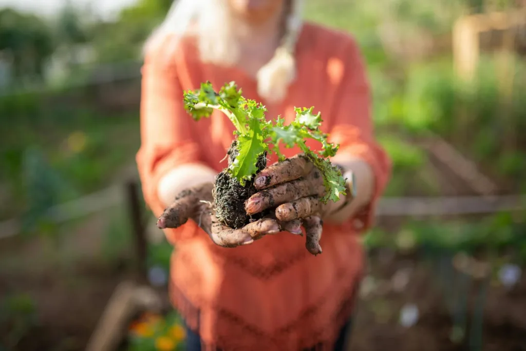 An elderly woman holds a plant in her dirt-covered hands while she gardens