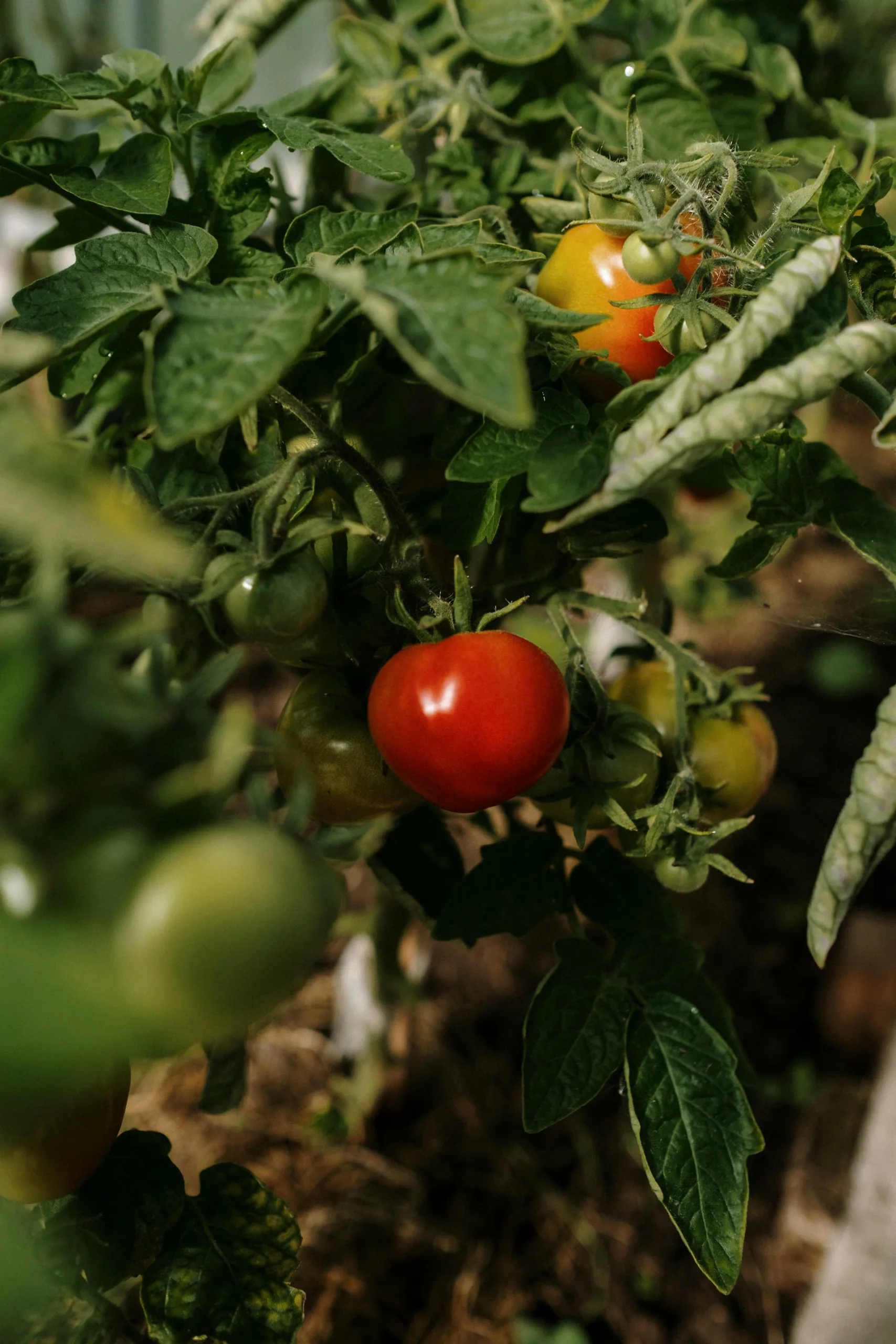 A close-up of a tomato plant with a red tomato and a few unripe tomatoes