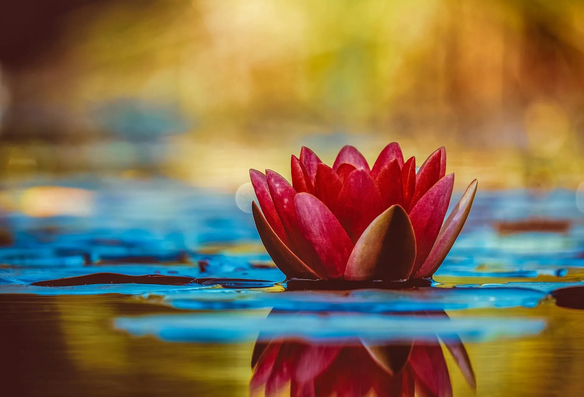 Close up of a pink water lily floating on a pond