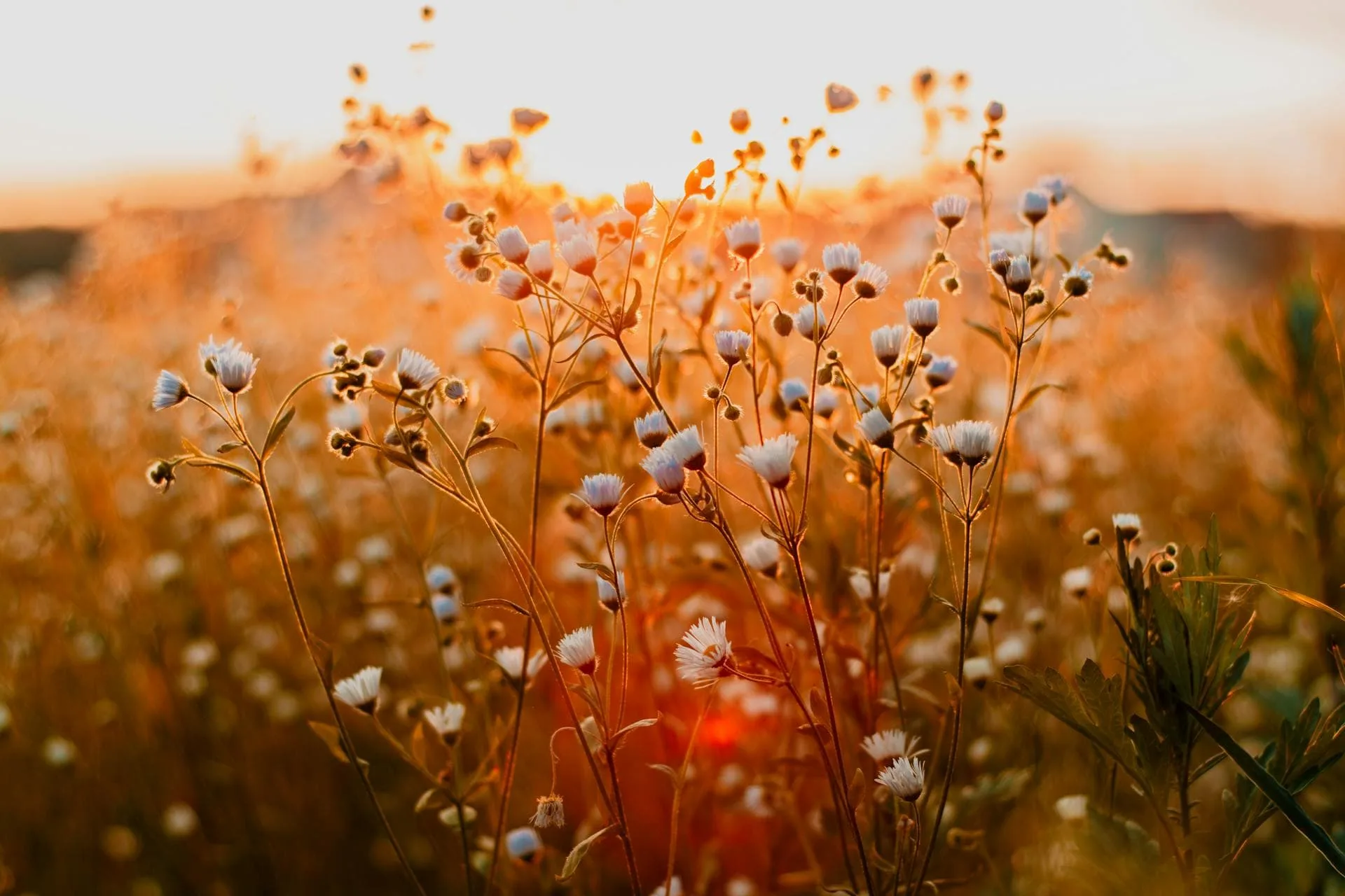 A wild flower plant with white blossoms and a sunset in the background