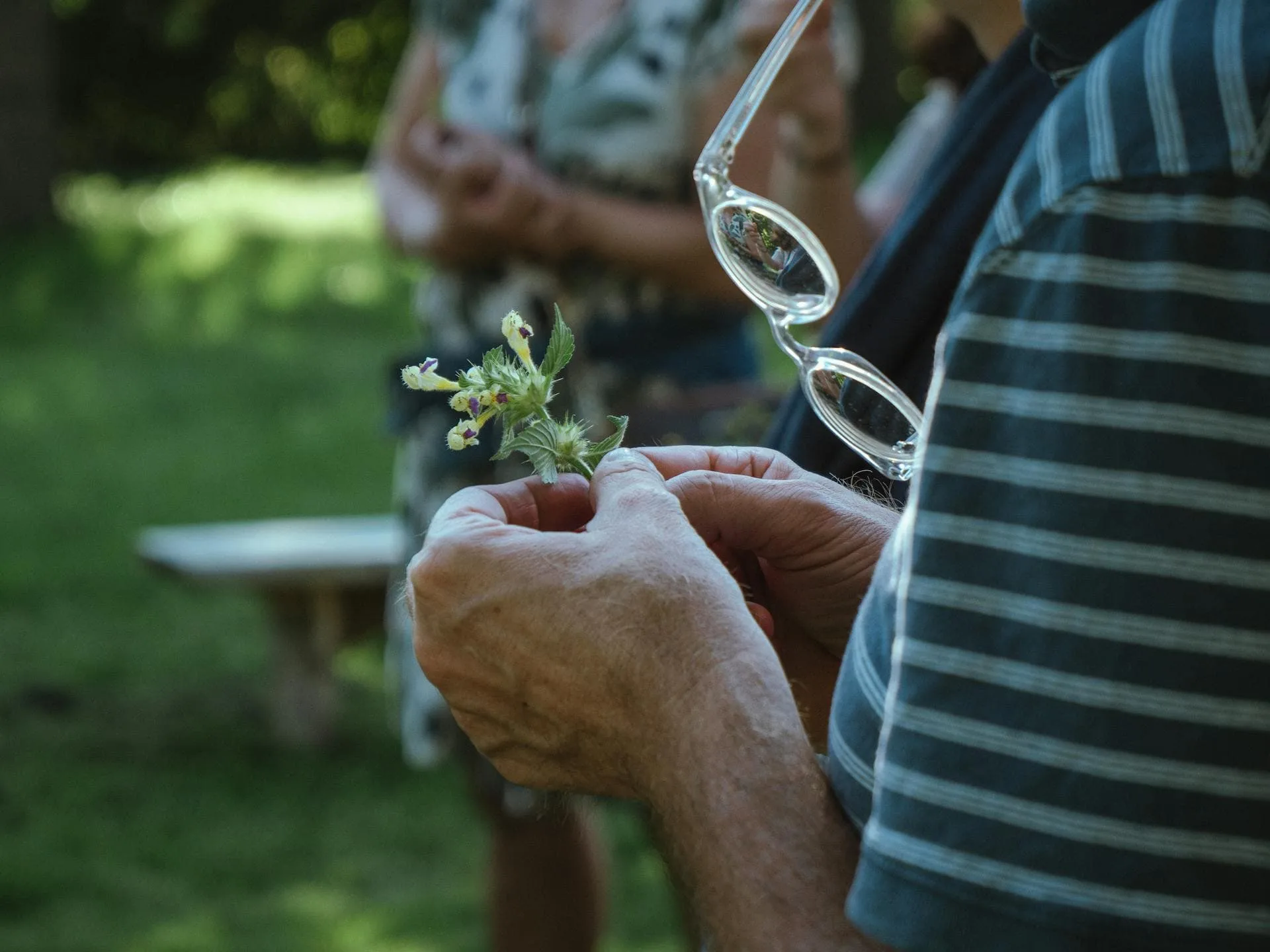 Close up of an elderly man holding a plant