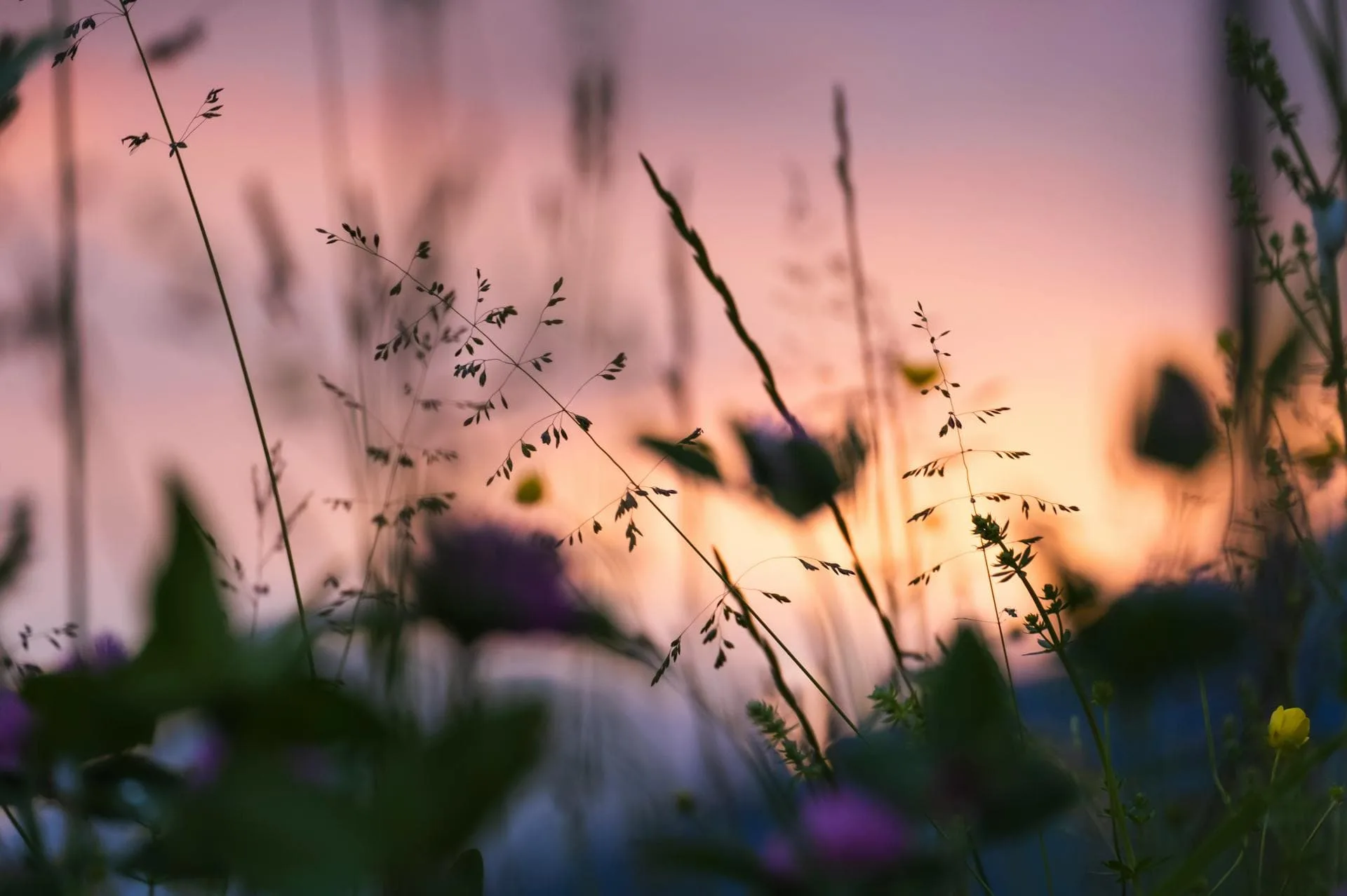 Close up of grass reeds with a pink and orange sunset in the background