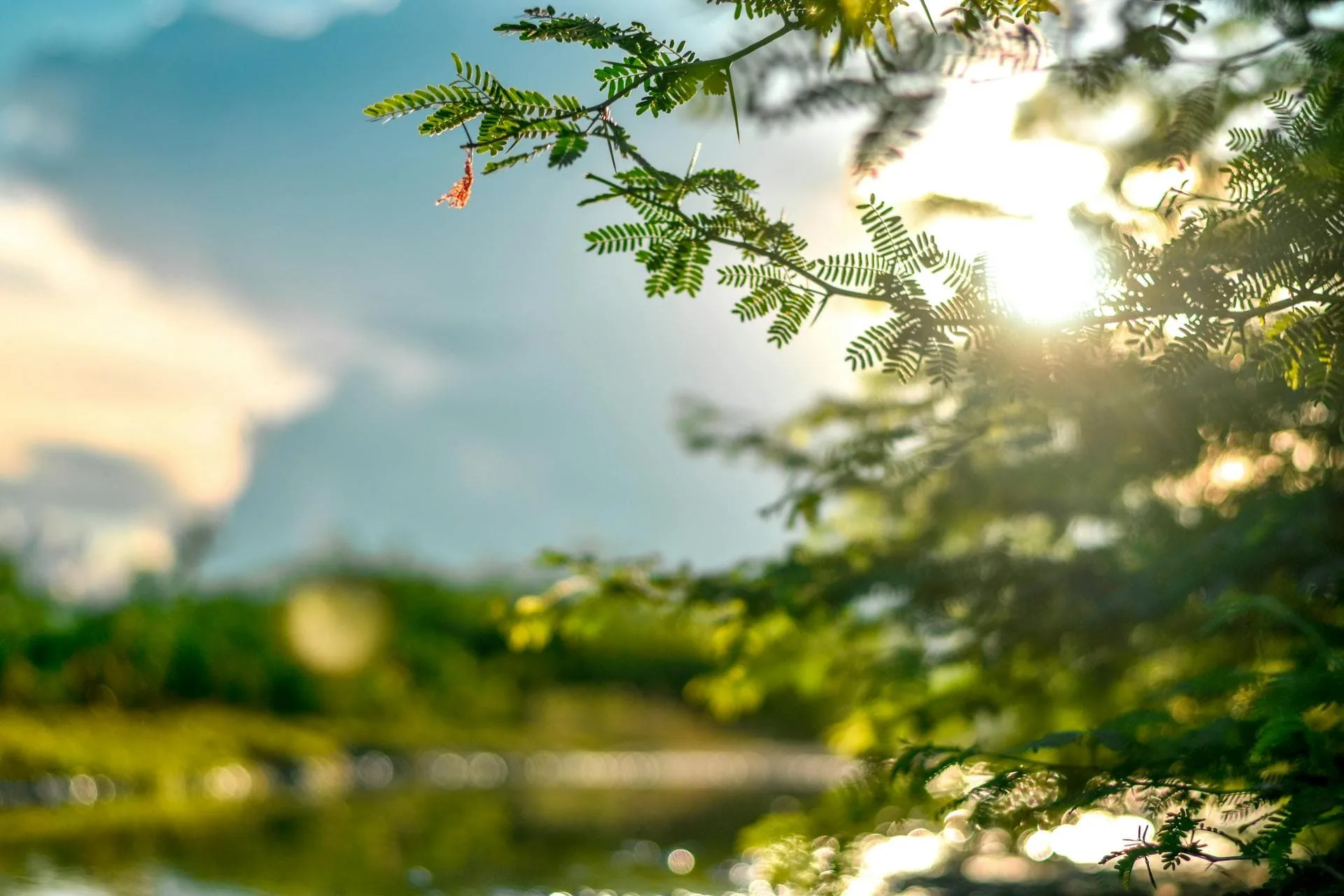 Close up of foliage with sunlight streaming through